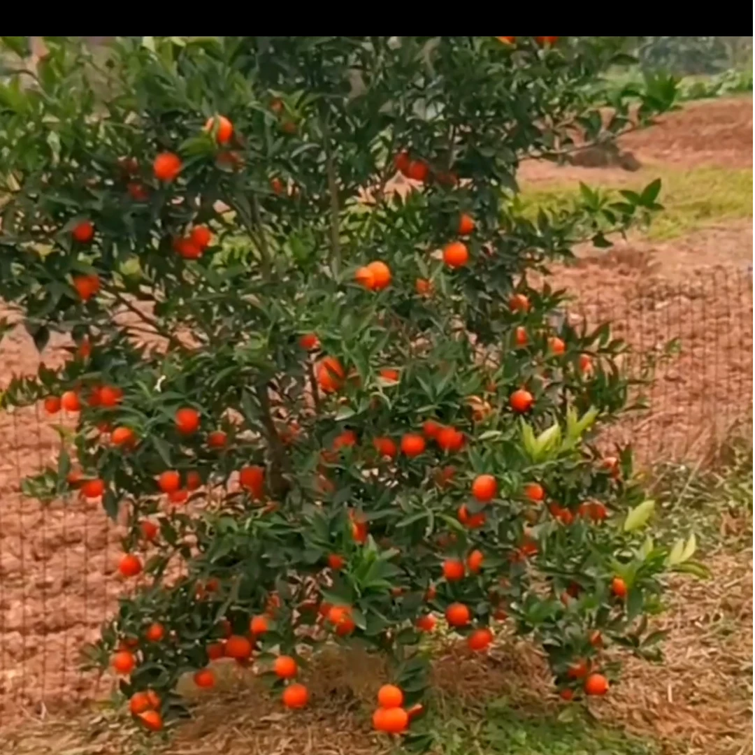 东方红桔，漂亮好吃，盆栽地栽均可，全国各地均可种植