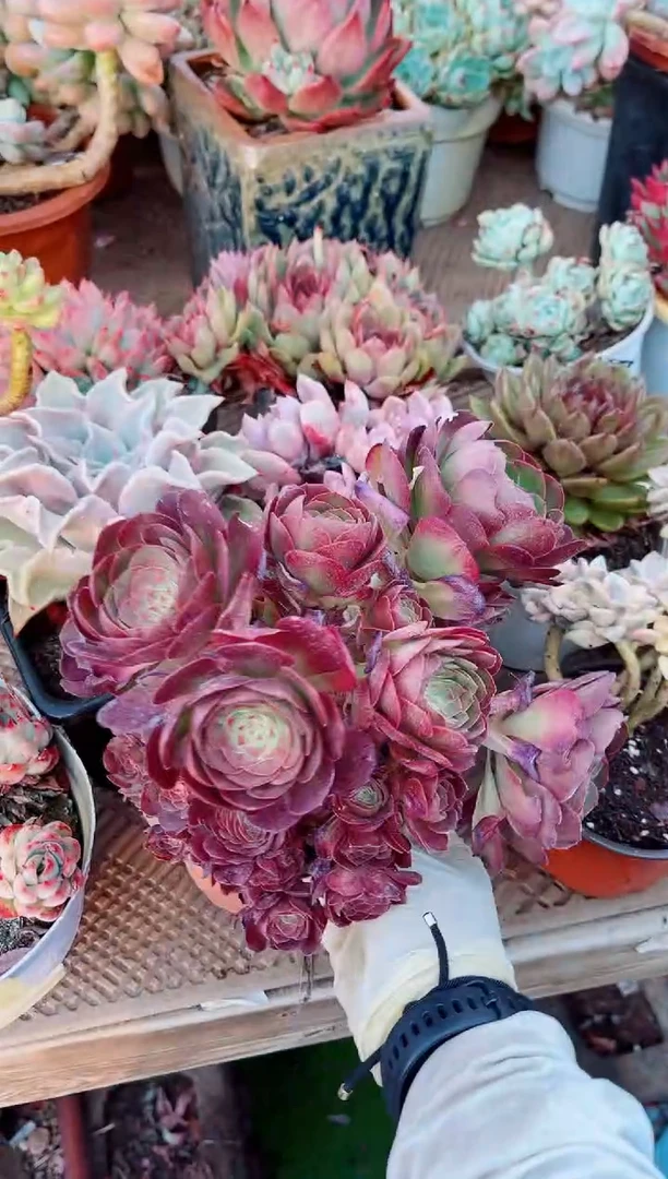 26066多肉植物一物一拍