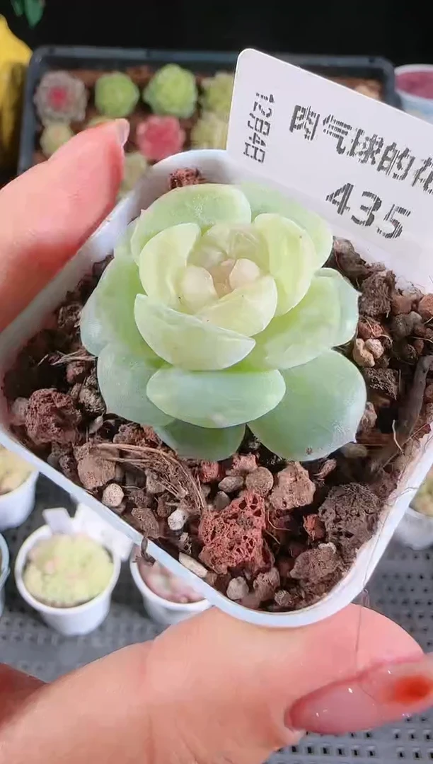104-435星月多肉群生不包整