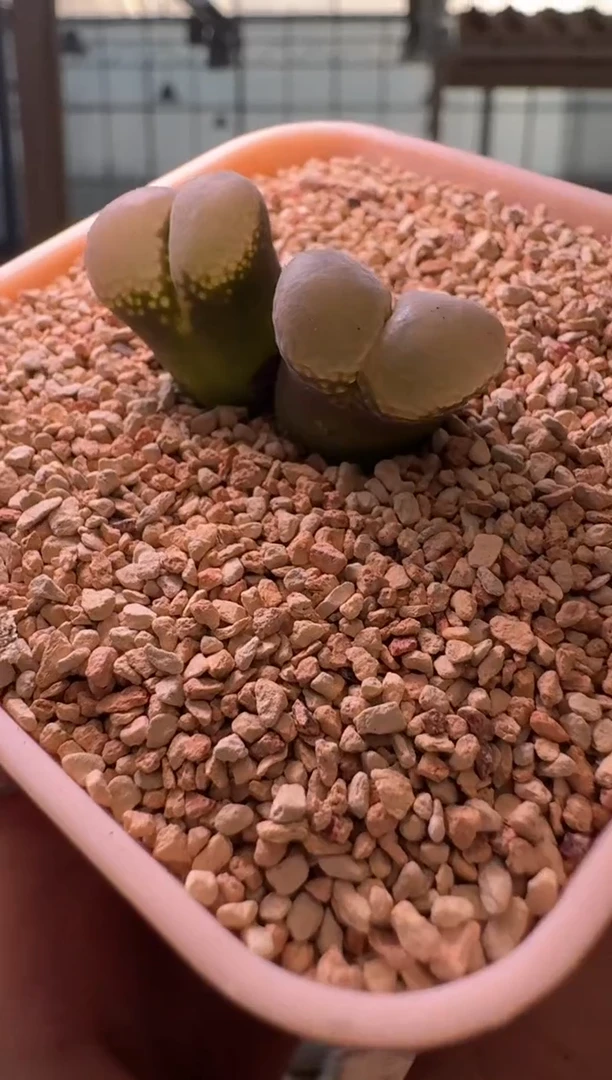 19-311多肉植物肉锥