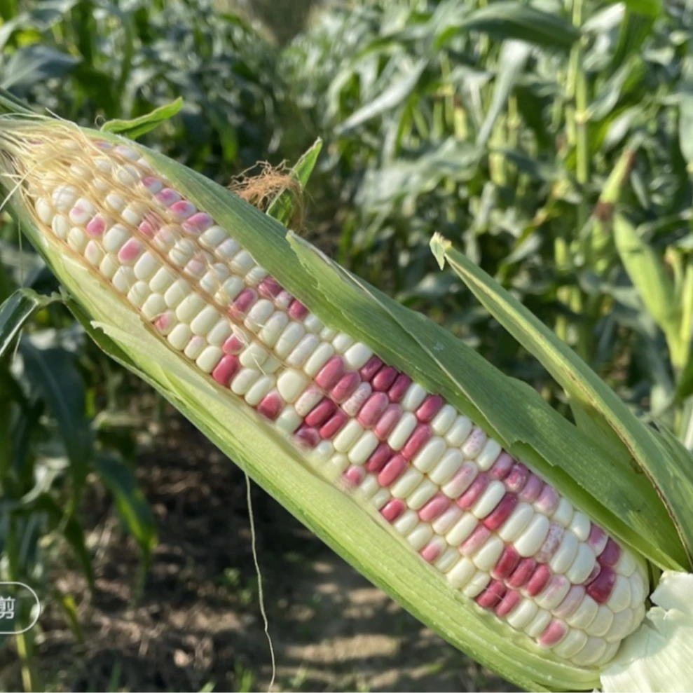 【北京平谷金海湖】本地花甜糯玉米花糯鲜玉米现掰现发农家种植 保甜保糯 送货上门花糯玉米北京市北京市