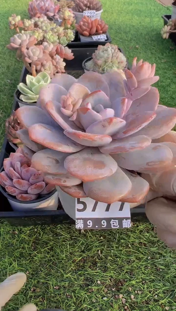 【闪购商品】信福多肉一物一拍