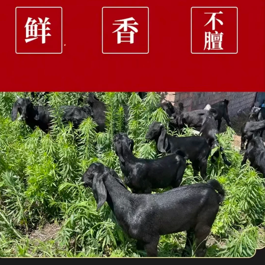 生态黑山羊（羊排）大别山散养  不新鲜包退   顺丰冷链