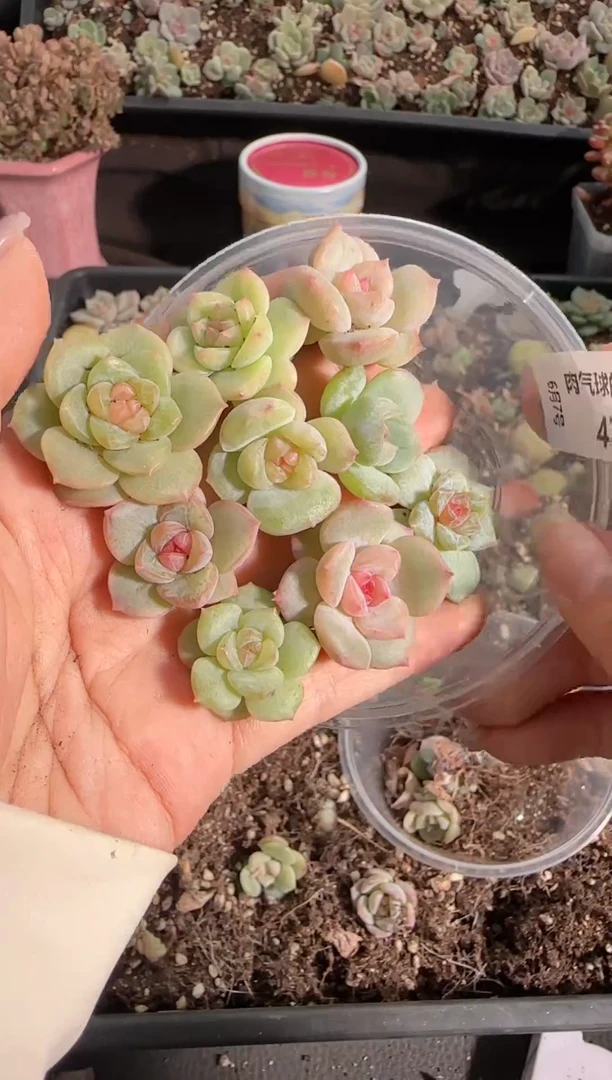 0607-47糖心切糕