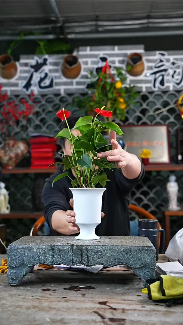 完全开放红掌097+