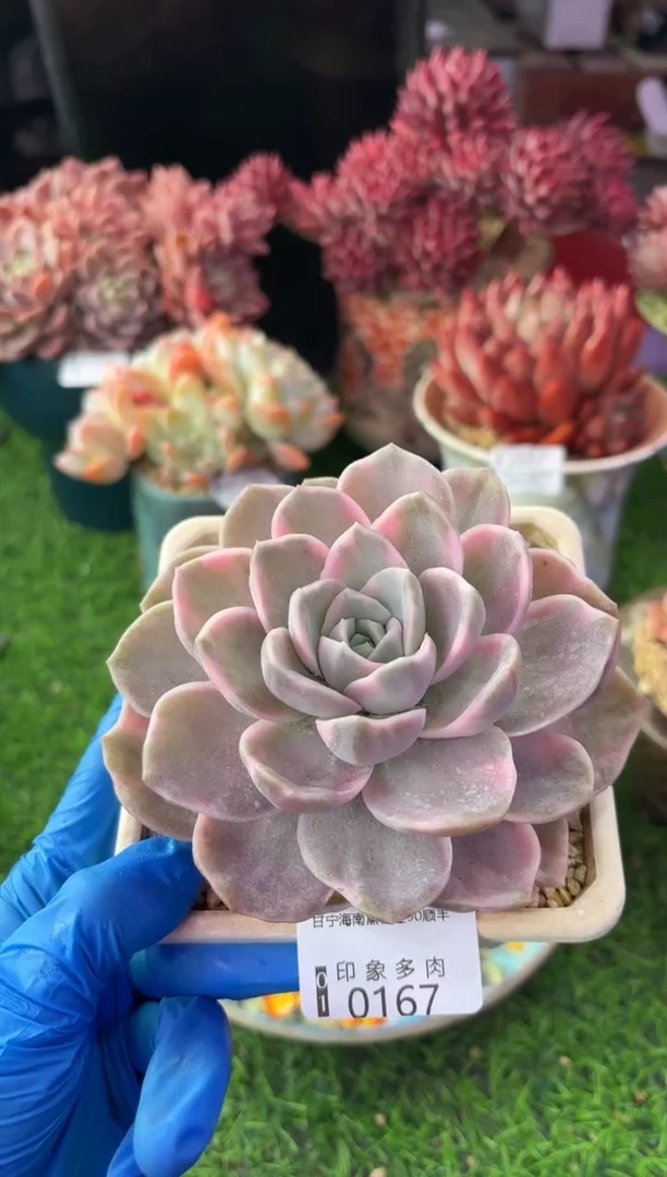 昆明印象多肉0167
