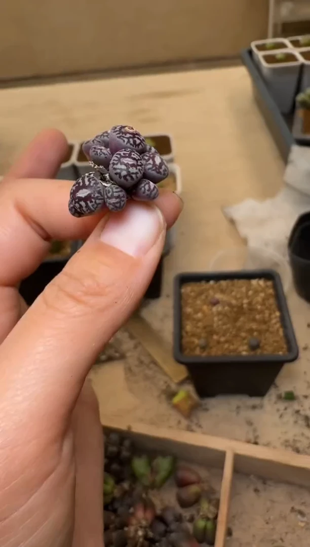 【闪购商品】1/21-171