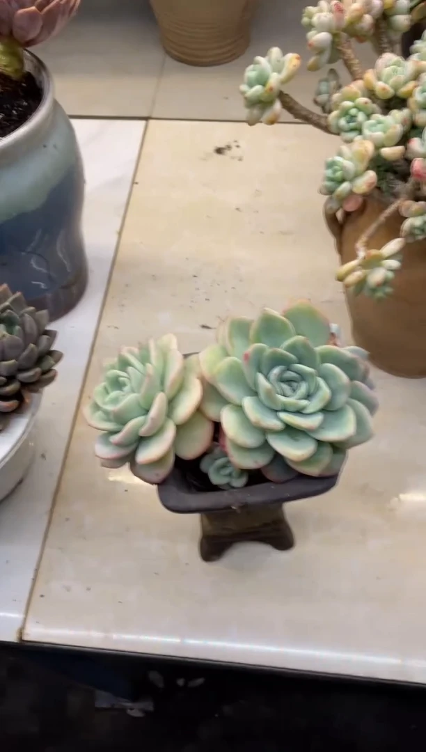 【闪购商品】135泡芙