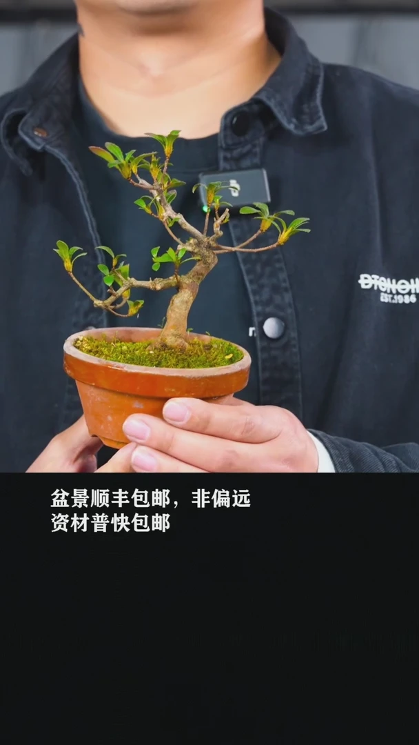 【闪购商品】杜鹃-AA3