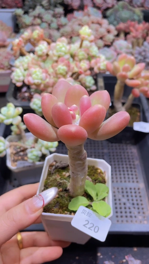 【闪购商品】220金蝉