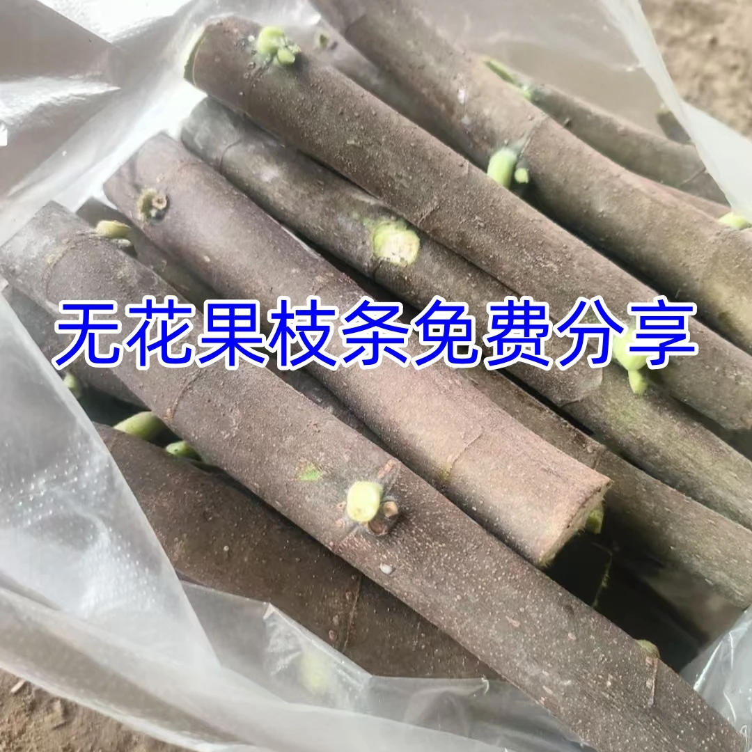 无花果枝条免费分享（无售后）