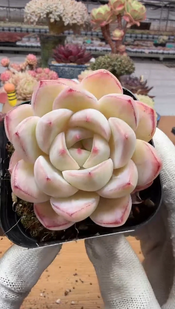 东云多肉园二店-142