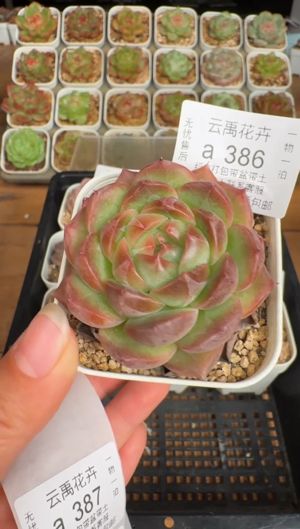 386a珍妮多肉(6.5cm杯）一物一拍 带盆土发