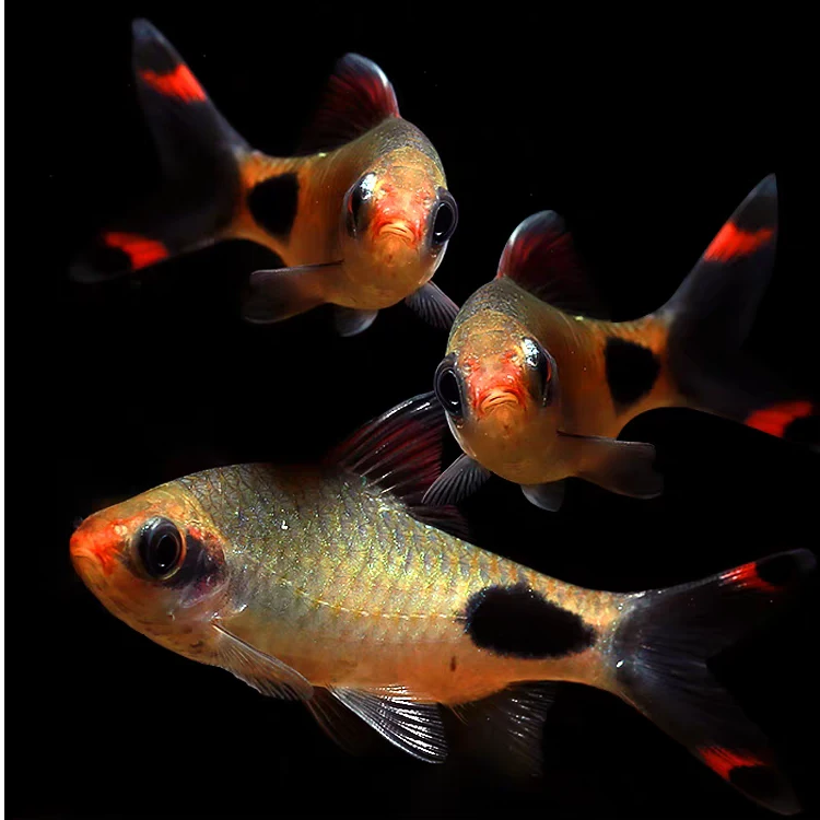 黑影道人水草缸群游之王热带观赏鱼一眉道人紫红两点耐活鲫