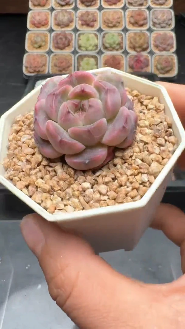 【闪购商品】226号珍妮多肉一物一拍3单包邮