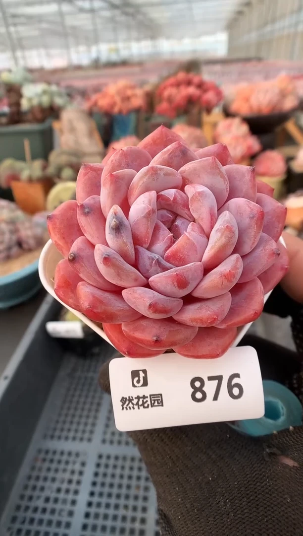 【闪购商品】876冰魄一物一拍