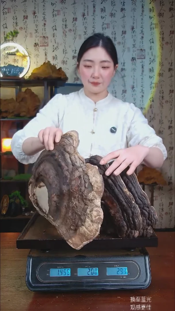 红缘拟层孔菌中国大陆【藏区 野生】红缘树舌（5.24斤）20-30年份