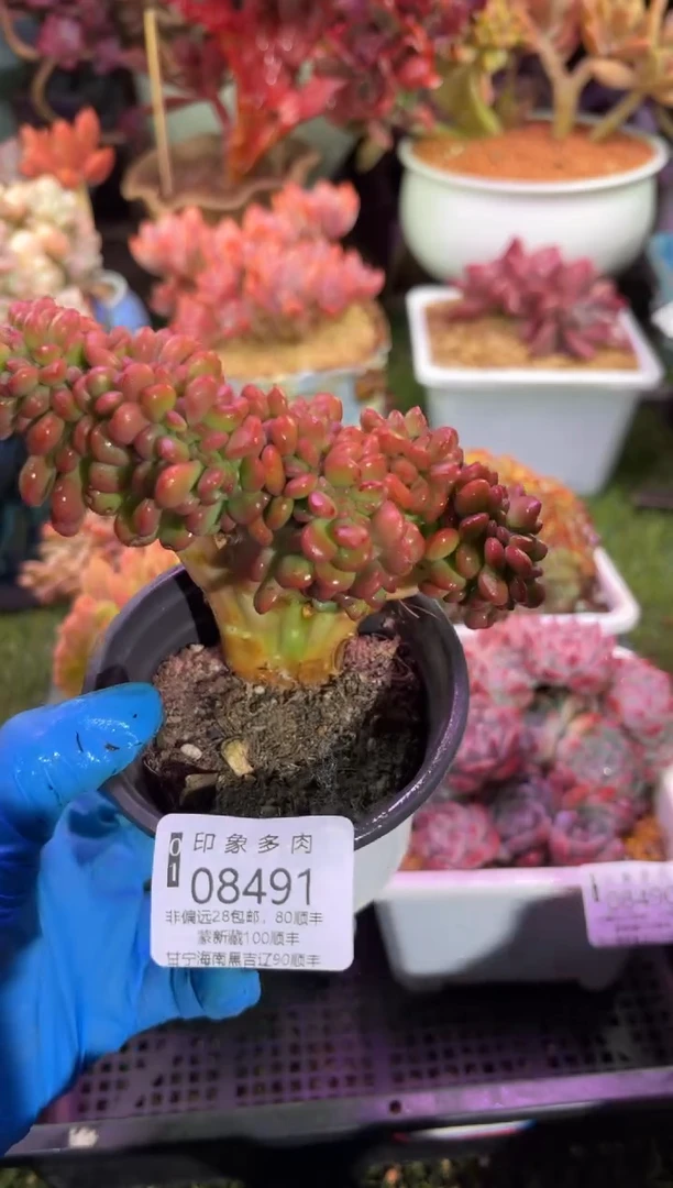 【闪购商品】08491