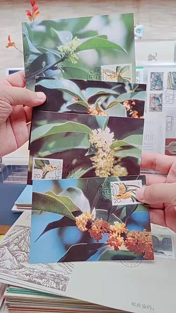 桂花邮票       集限片邮票