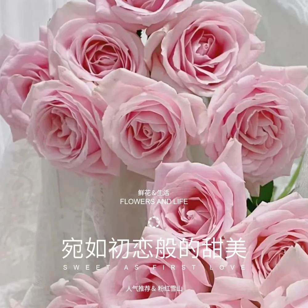 【粉红雪山单头玫瑰 】宛如初恋般的甜美/鲜切花