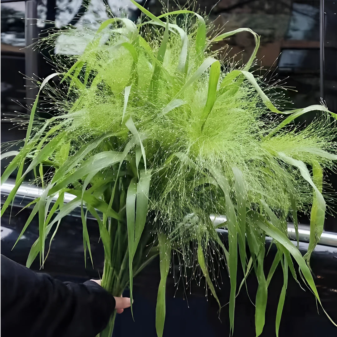 【满四件包邮送货上门】喷泉草鲜花 云南基地直发 一件也是批发价