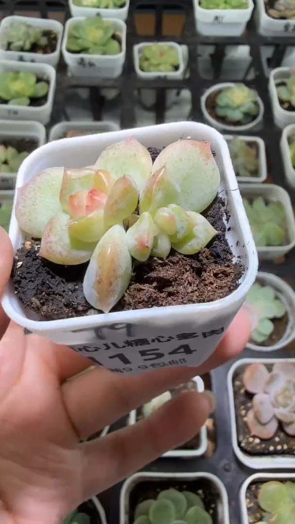 1154  T9多肉植物