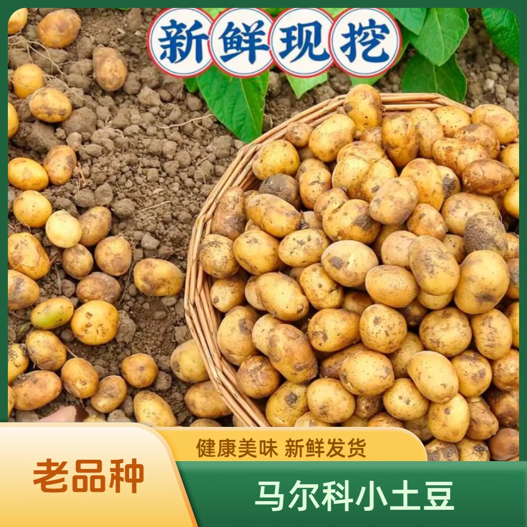 四川达州高山马尔科洋芋土豆黄皮黄心新鲜现挖当季马铃薯