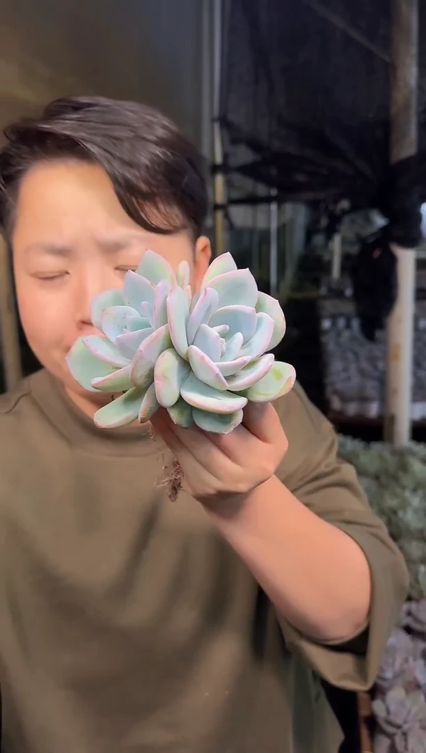 双头起韩版奶茶7-10CM4.88