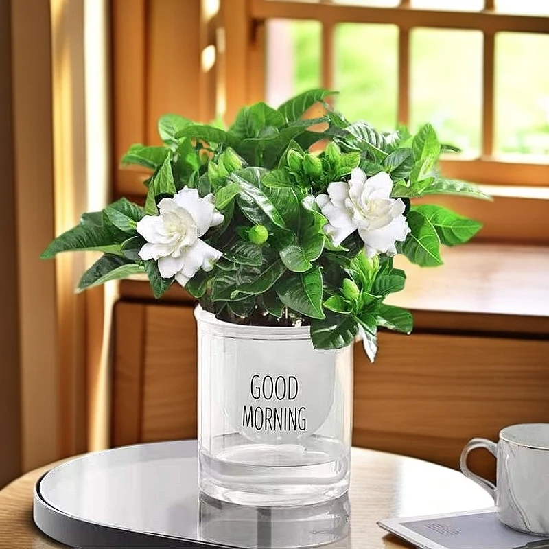 栀子花盆栽花卉植物室内带花苞阳台水培绿植浓香大苗四季开花好养