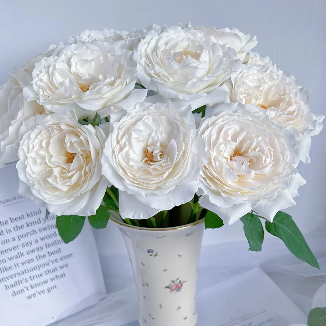 【独鬏鬏优选】云南鲜花 [美雪公主] 单头玫瑰 顺丰配送