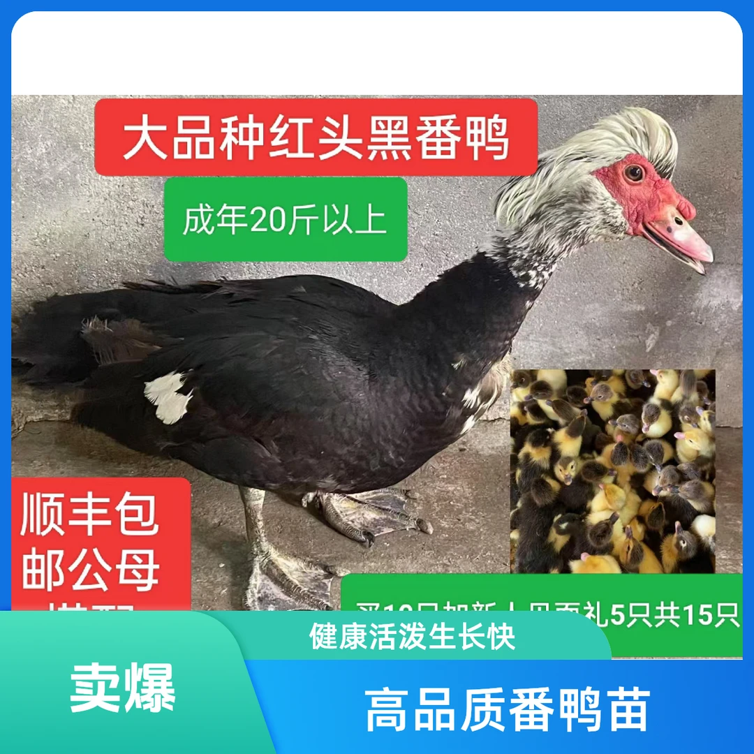 宠物鸭大品种红头黑番鸭西洋鸭飞鸭鸳鸯鸭出壳3-5天活体顺丰发货