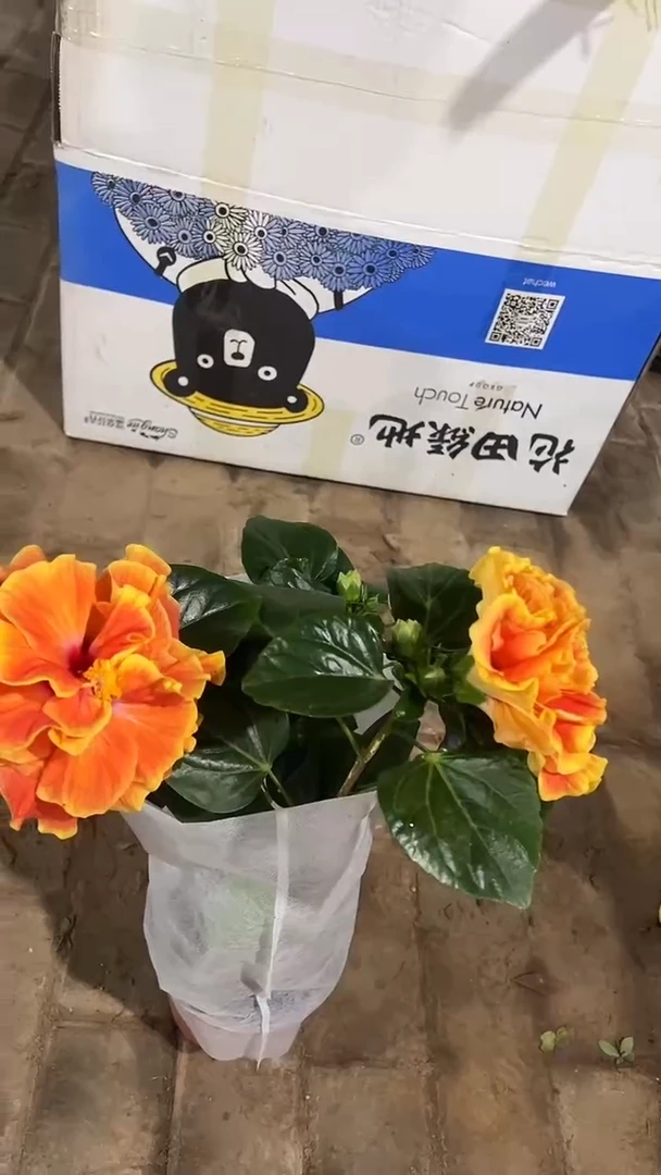 完全开放两单包邮。阿波罗木槿