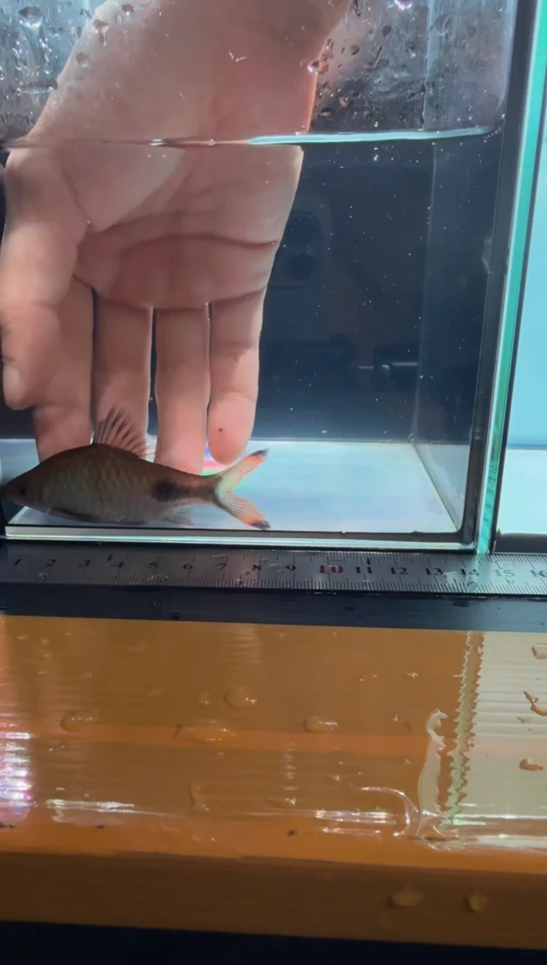 海水鱼梦幻黑影111