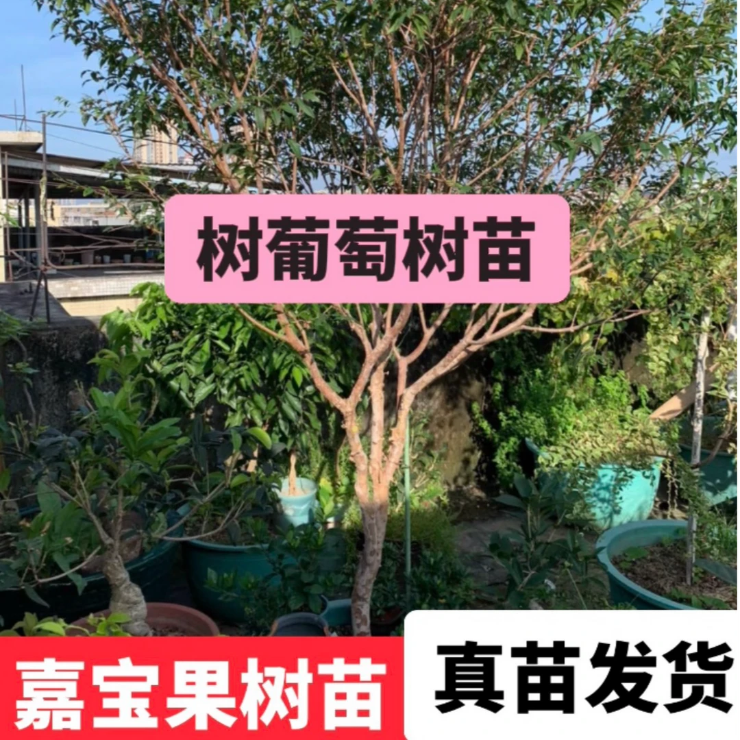 四季艾斯卡嘉宝果树苗 结果快 盆栽地栽都可以修剪成活种植发货