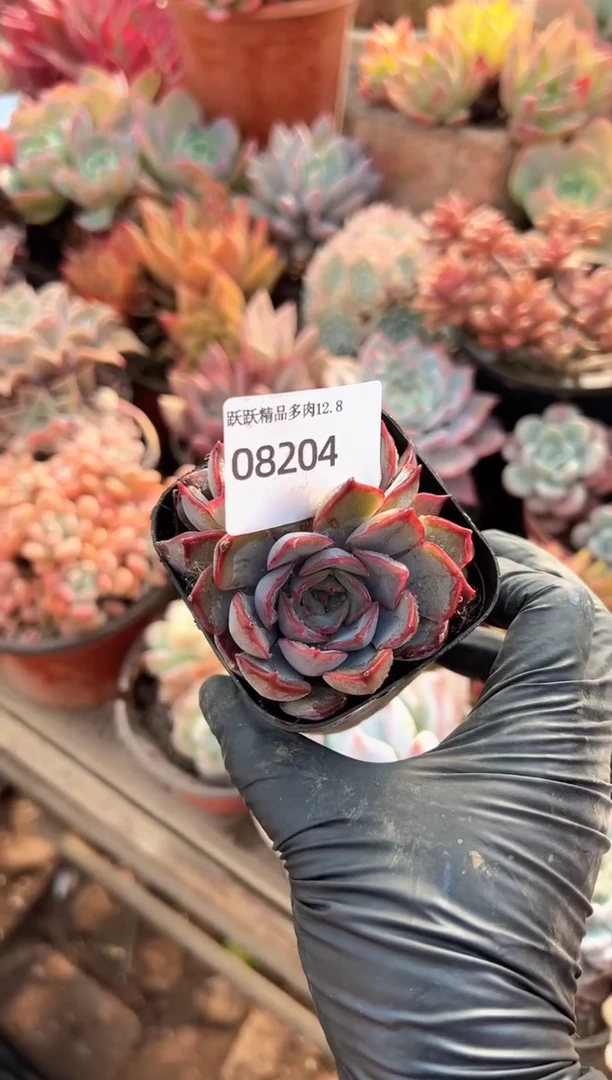 空*阿迷洲多肉花卉08204