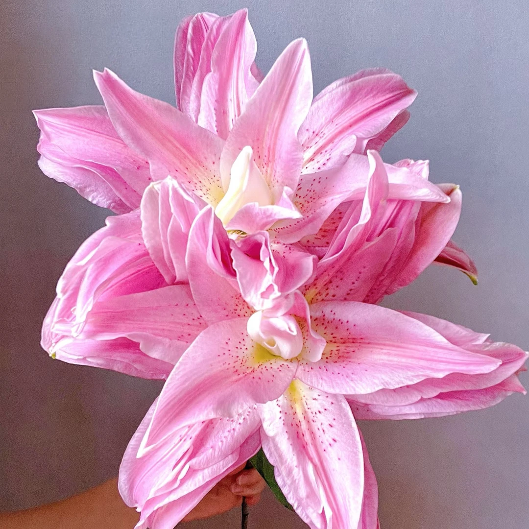 【独鬏鬏优选】A级鲜花 [红蜜糖] 重瓣百合 瓶插鲜切花 现采鲜活