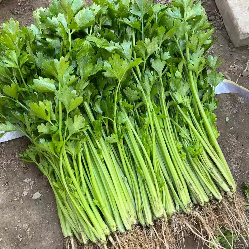 安徽香芹带根不水洗小香芹新鲜芹菜农产品可生食现挖现发包邮健康