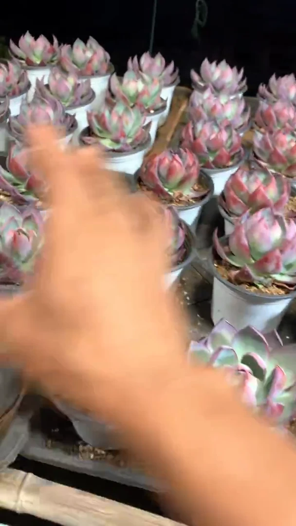 带盆土惊鸿仙子1颗【2单包邮】