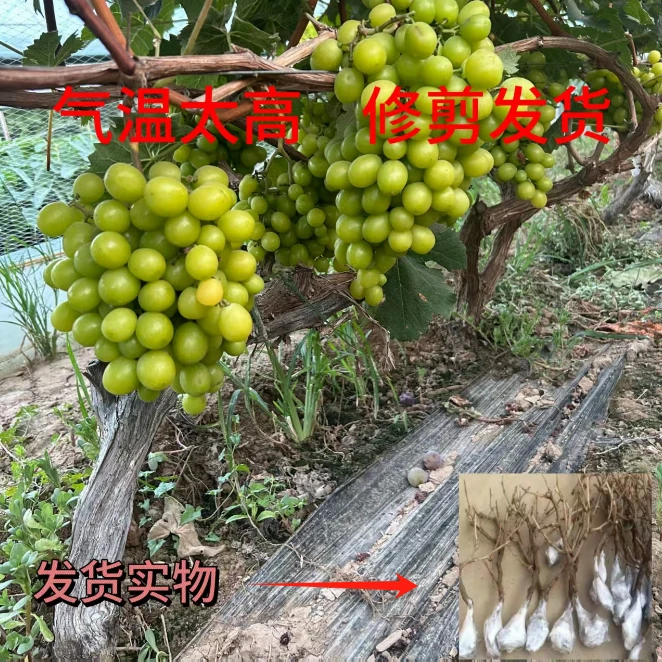 8年壮苗【现挖带土摘叶发货】大葡萄苗 盆栽地栽南北方都可以种植