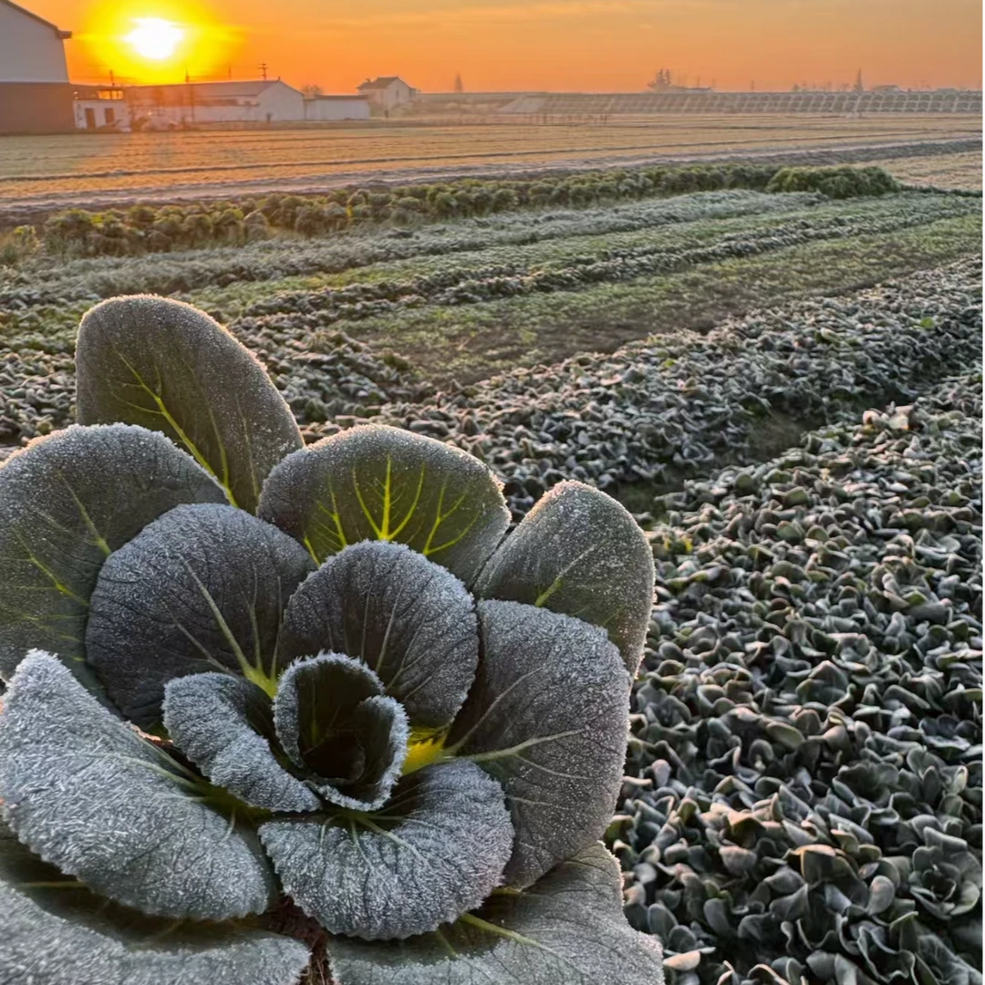 【顺丰】苏北 小杨农家露天现采现摘的小青菜