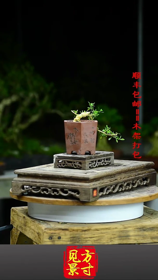 如**水福建闽江雀舌皱皮黄杨