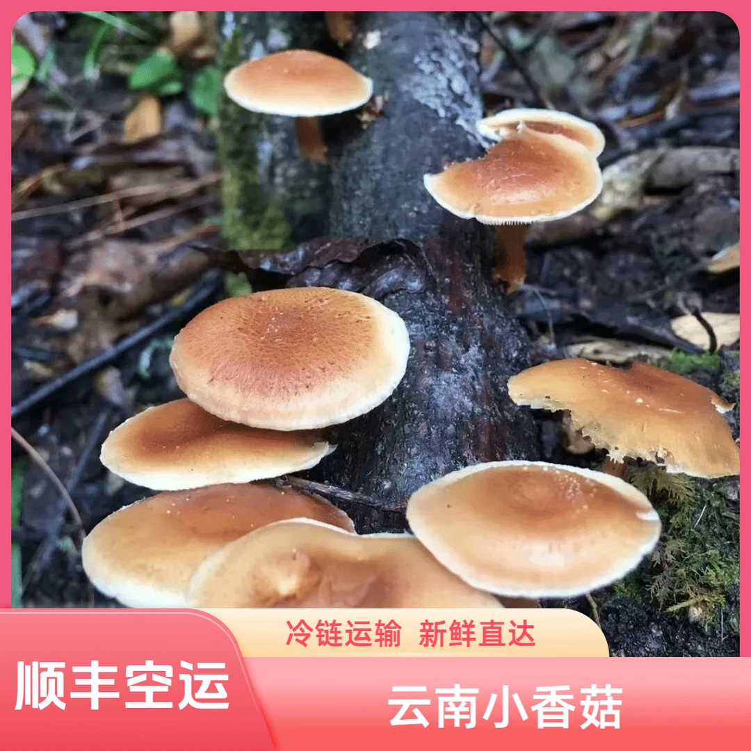 云南新鲜香蕈（深山小香菇）顺丰空运冷链运输菌菇煲汤好物