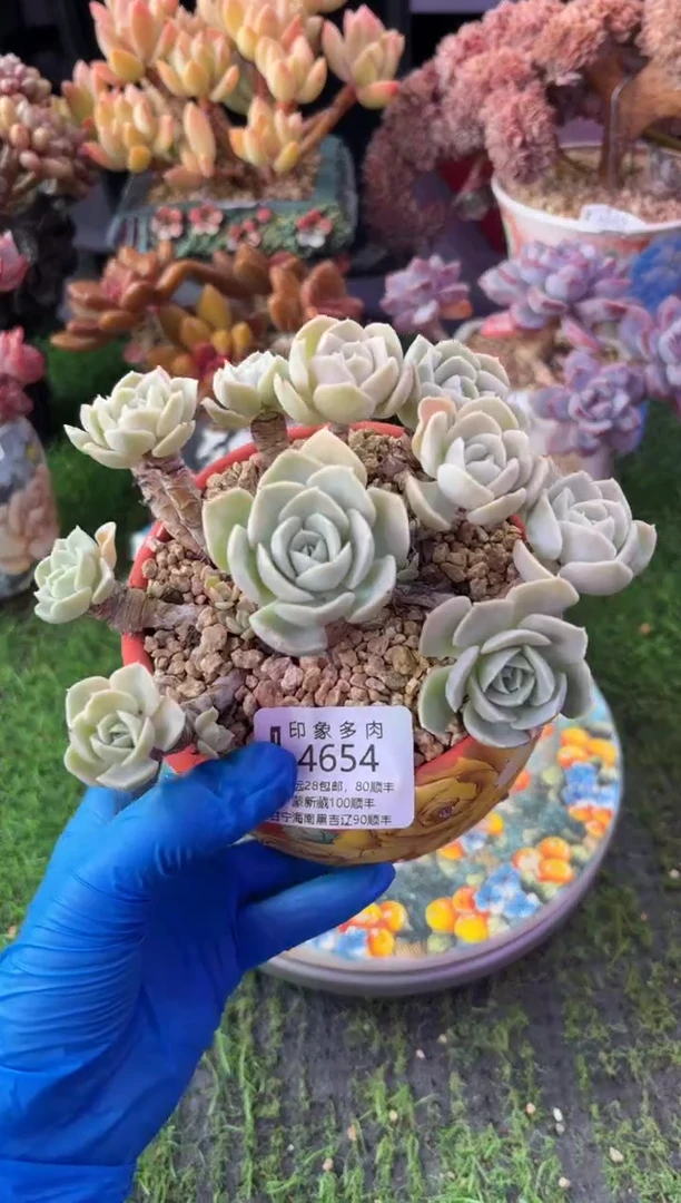 昆明印象多肉4654