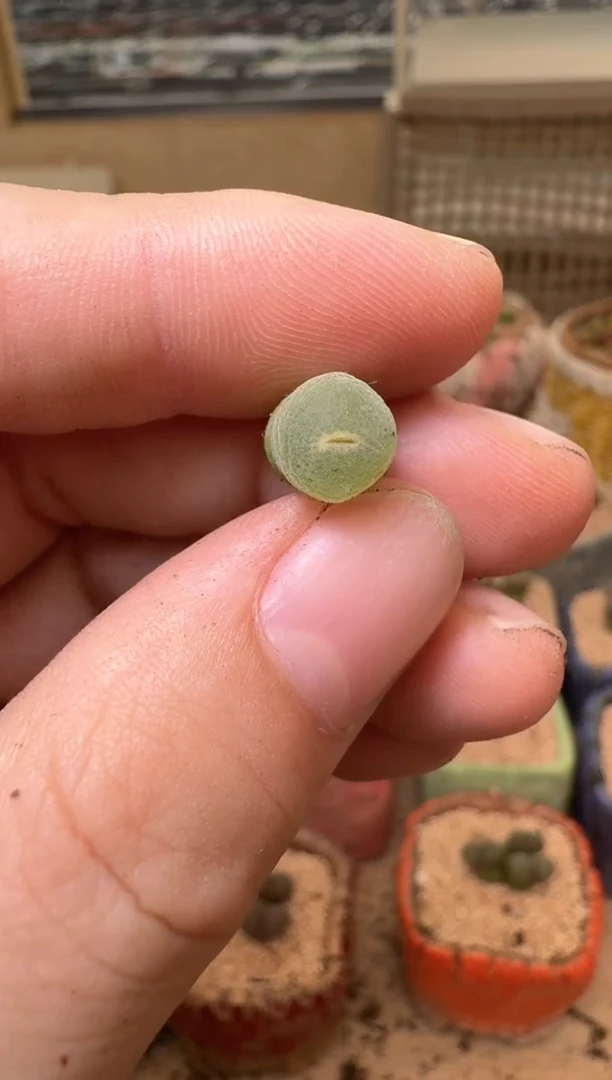 用****37-349多肉植物肉锥