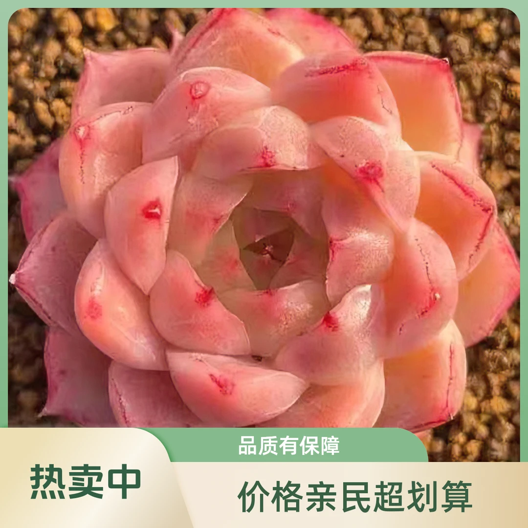 贵货精品成品多肉混搭一箱