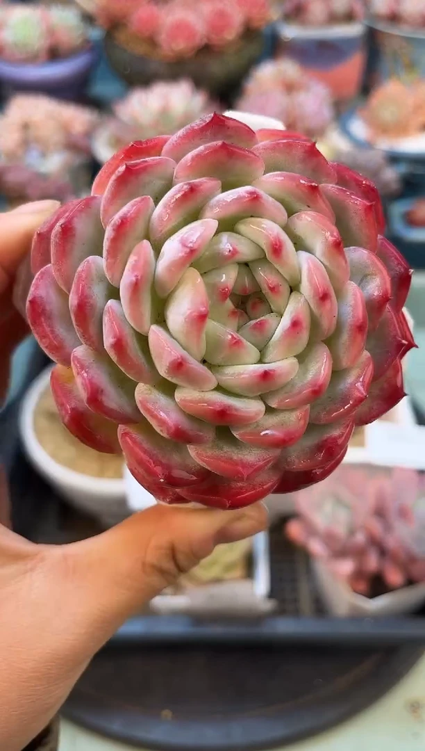 010单头个体多肉