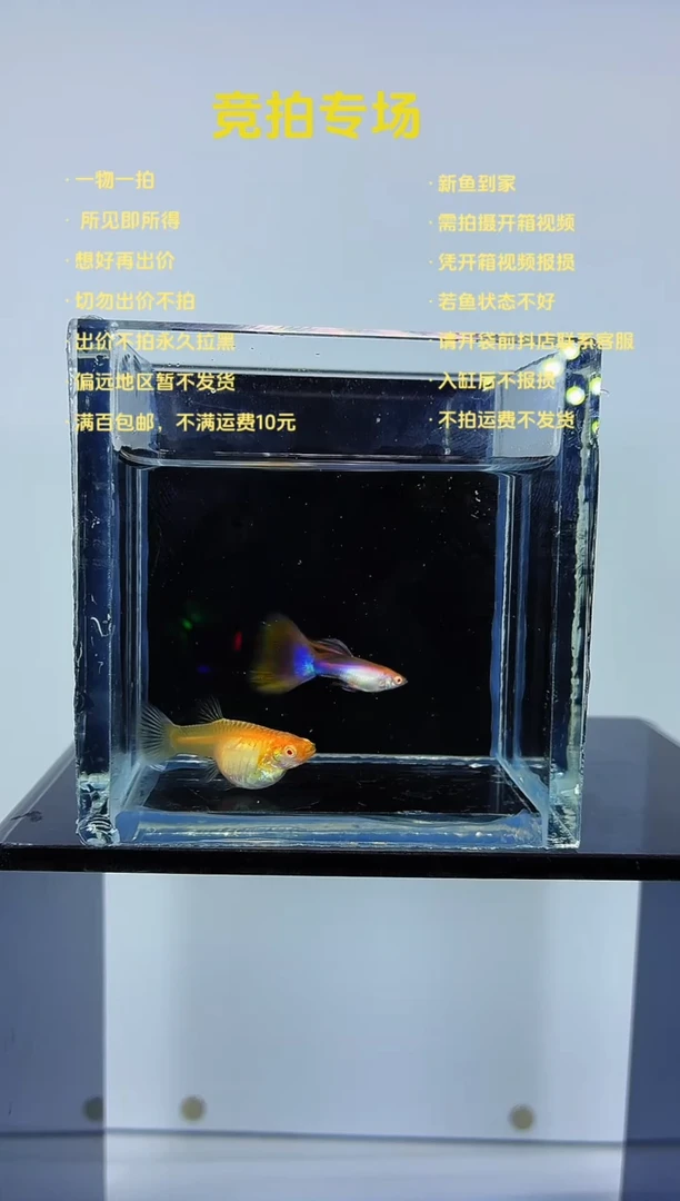 孔雀鱼金粉一对- 38