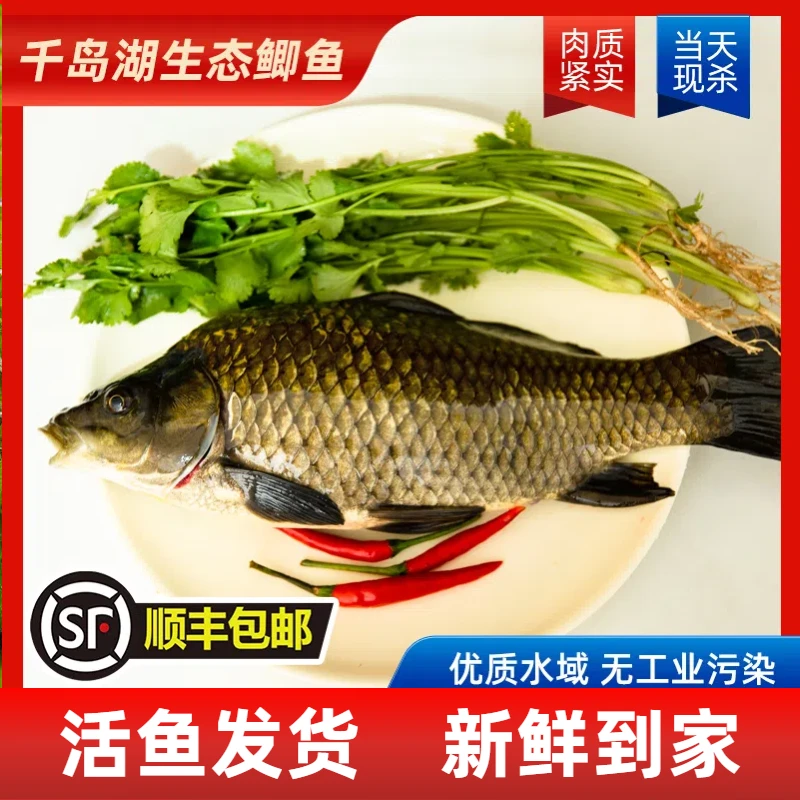 【丰收季活动】千岛湖生态黄金鲫鱼活鱼现捕捞包活到家顺丰包邮GS4
