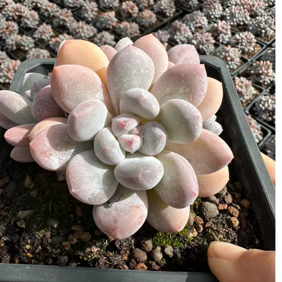 12#香水3头起 多肉植物 前男友精品多肉