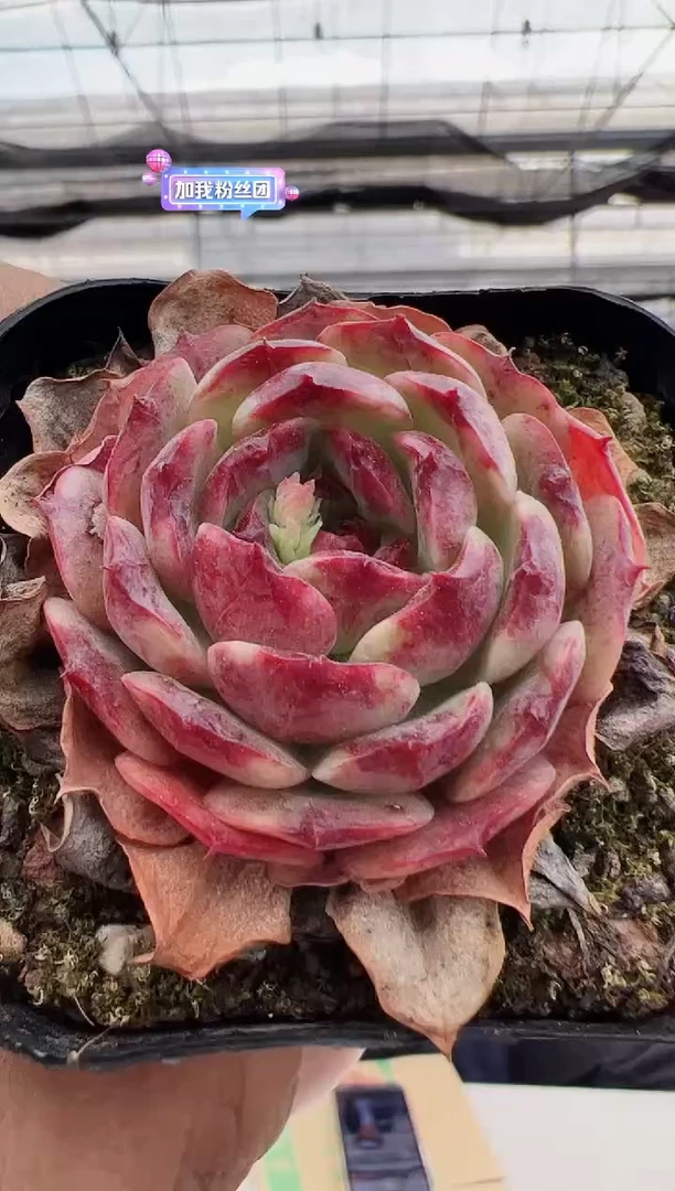 【闪购商品】新款多肉-179